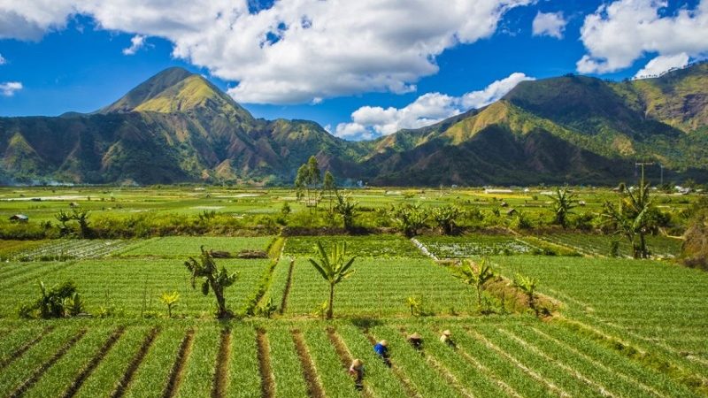 Mengenal Jenis-Jenis Desa Menurut Perkembangannya