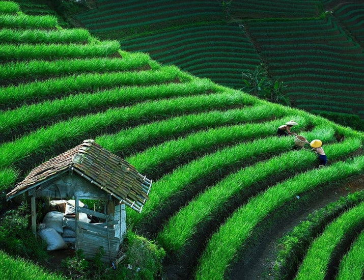 Inilah Tiga Desa Paling Sejuk di Indonesia
