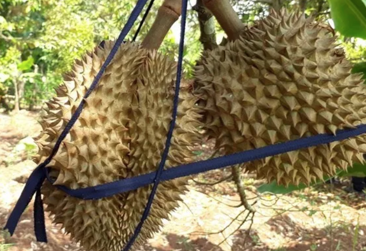 BUMDes Limbangan Cilacap Jateng Kelola Agrowisata Durian