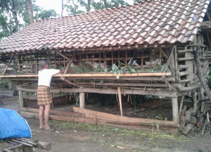 Potensi Bisnis Ternak Kambing di Desa