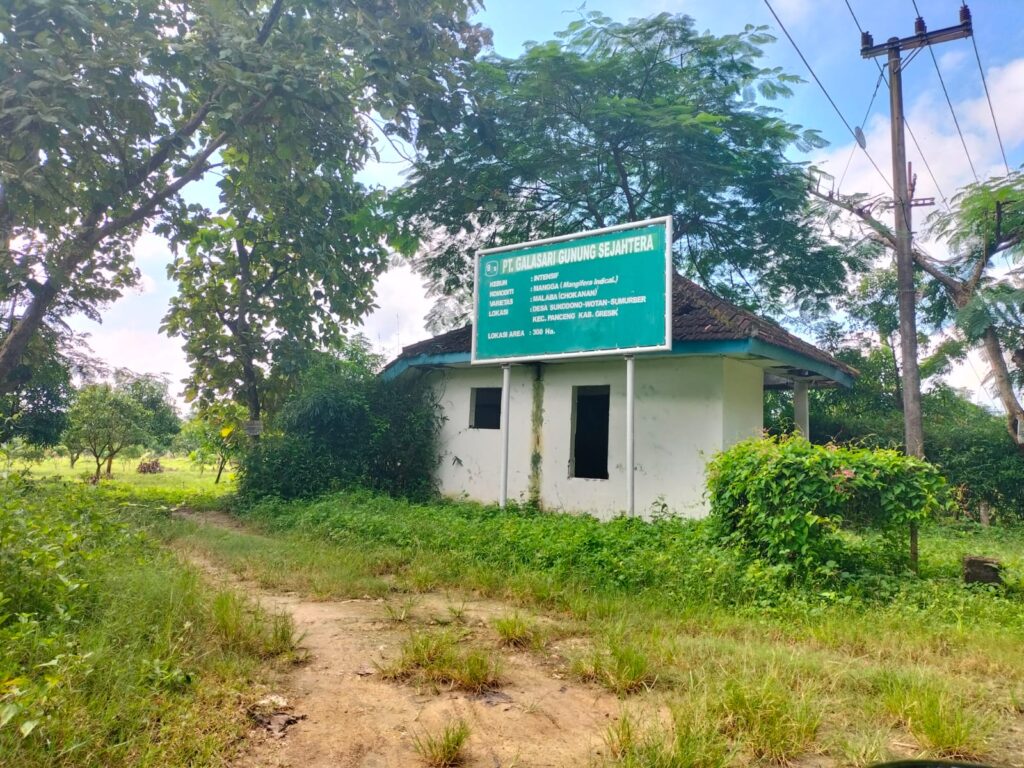Berkunjung Kebun Mangga Terbesar di Gresik